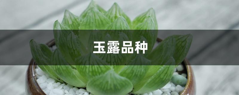 玉露名贵品种（玉露哪个品种最好看）