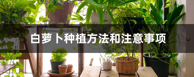 白萝卜的栽培与种植技术（白萝卜需要经常浇水吗）