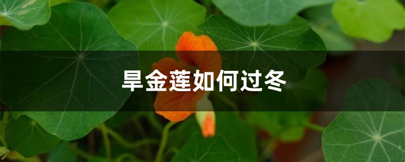 旱金莲如何过冬（旱金莲能活几年）