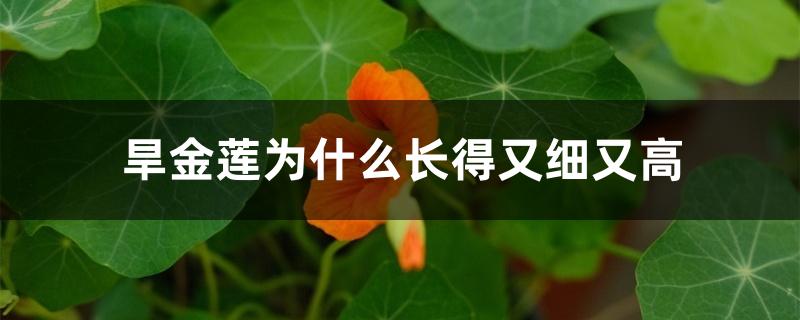 旱金莲为什么长得又细又高（旱金莲怎么搭架子好看）