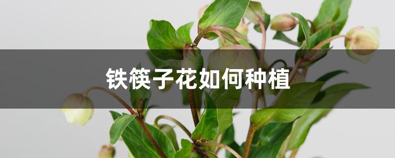 铁筷子花如何种植（铁筷子为什么那么贵）