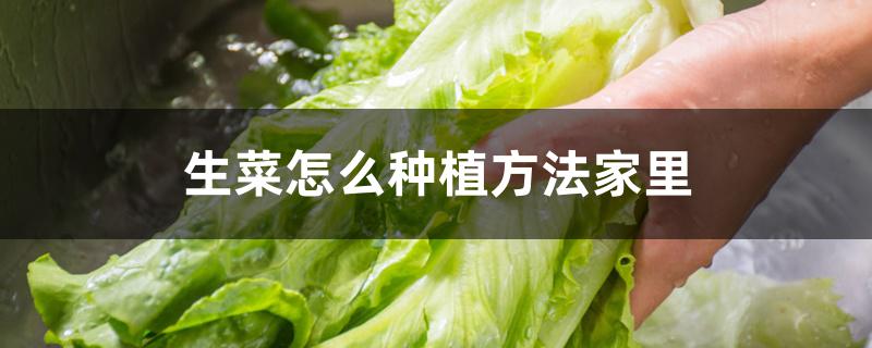 生菜怎么种植方法家里（生菜种子没泡水种下能发芽吗）