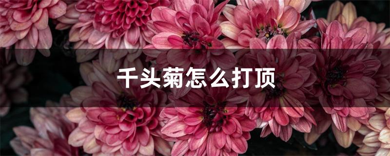 千头菊怎么打顶（盆栽千头菊可以活几年）