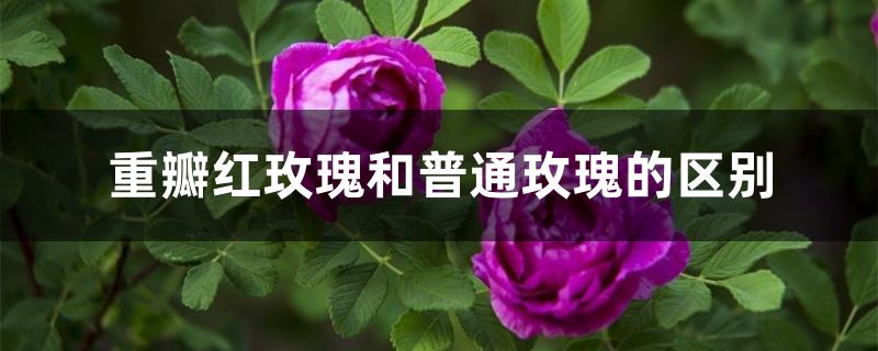 重瓣红玫瑰和普通玫瑰的区别（重瓣红玫瑰副作用是什么）