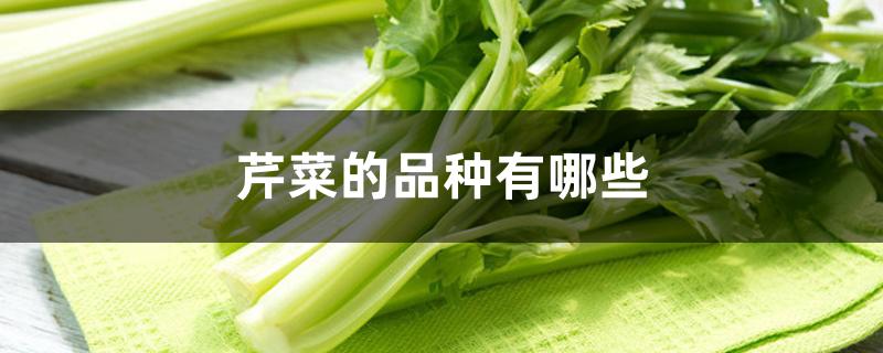 芹菜的品种有哪些（芹菜品种图片大全）