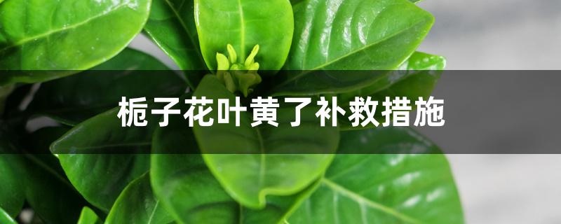 栀子花叶黄了补救措施（栀子花旱黄与水黄区别）