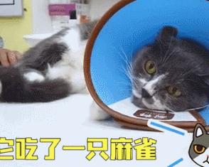 猫咪捉了一只麻雀吃，随后被主人送进了医院：真是太不省心了啊