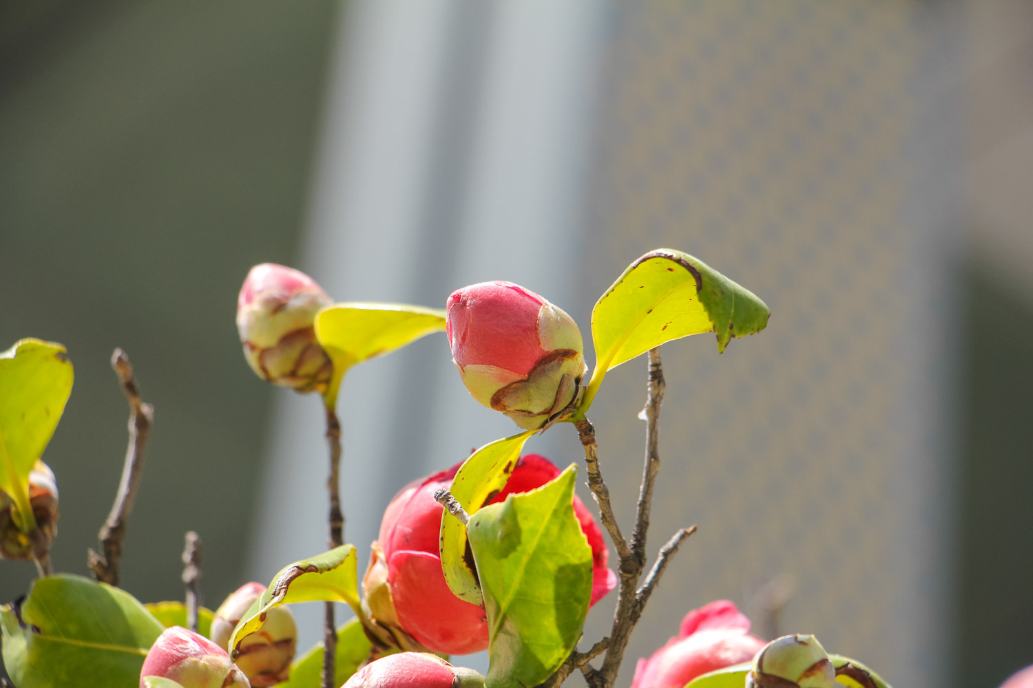 茶花叶尖枯焦掉叶怎么办（茶花怎么养(新手必看)）