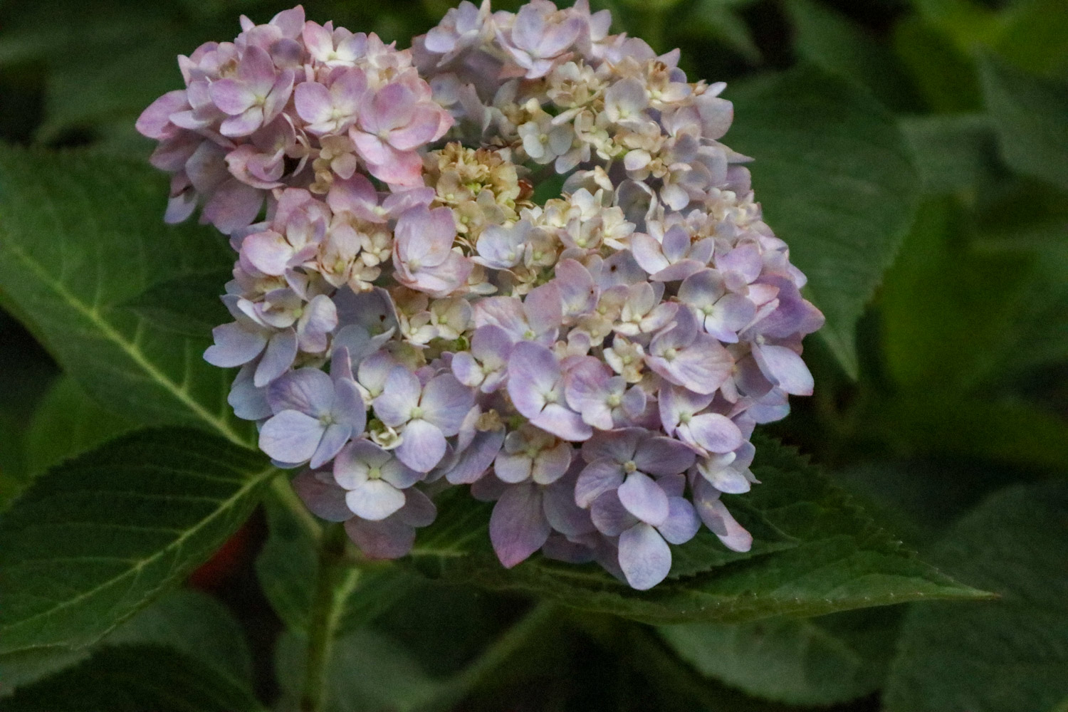 中秋赏花是什么花（人赏花时花赏人的下一句）