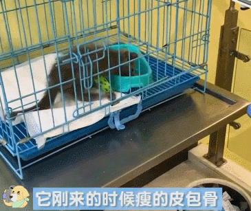 猫咪感染传腹被主人送去安乐，医生不忍下手：才2个月大的猫啊