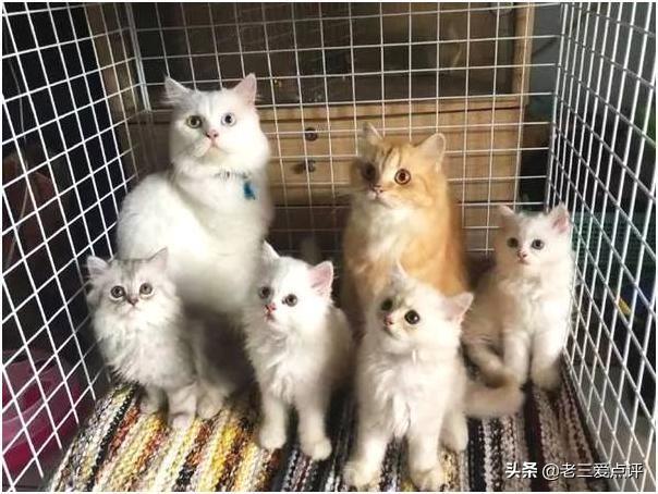 为什么很多人领养猫的时候都不要成年猫？