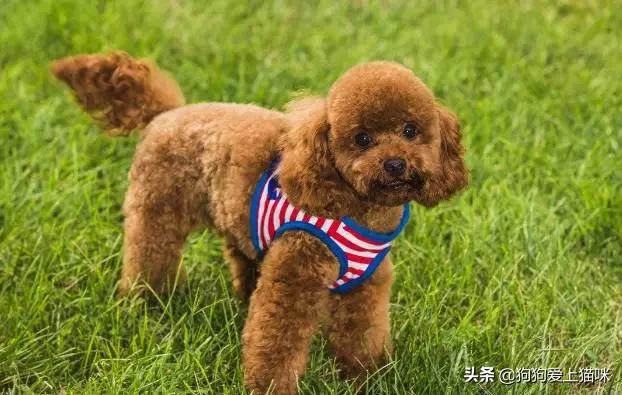 说说你们家里养的泰迪犬，都害怕做什么事情？