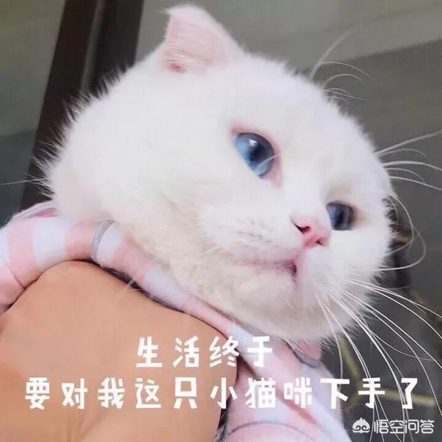 第一次养猫，哪种猫比较合适？