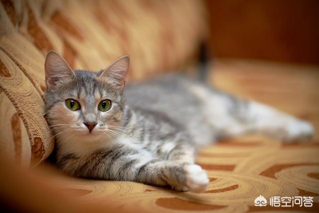 好想养猫呀，要是出去旅游，又没家人照看怎么办？听说放猫舍猫比较不适应，会忧郁怎么办？