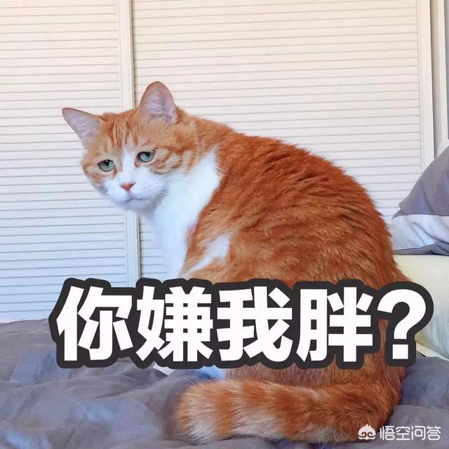 第一次养猫，哪种猫比较合适？