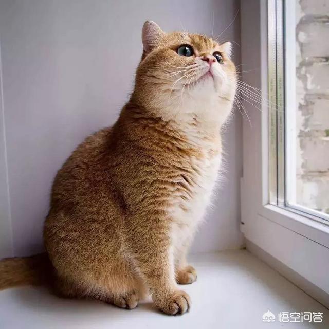 第一次养猫，哪种猫比较合适？