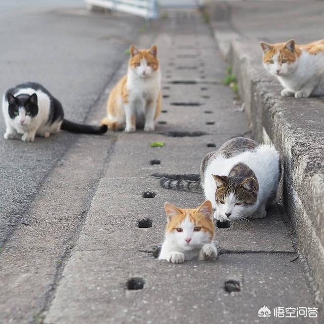 如何看待喂养流浪猫这种行为？