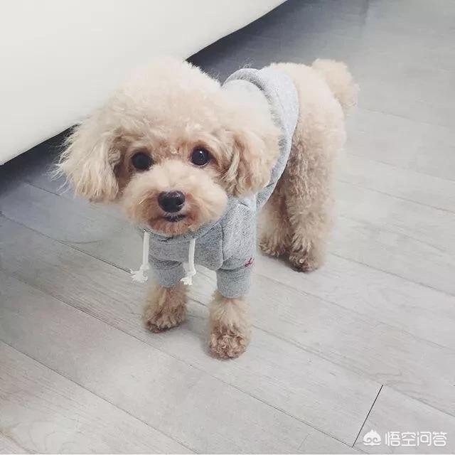 泰迪犬缺点一箩筐，为何那么多人争着养？