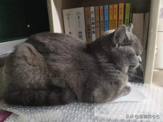 猫咪知道谁是主人吗？