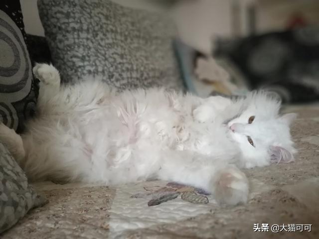 猫咪总是蹭东西打滚是要干什么？