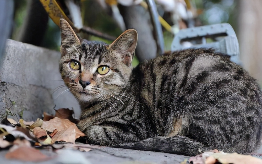 “宠物猫”和“土猫”的区别，这几点真的太准确了