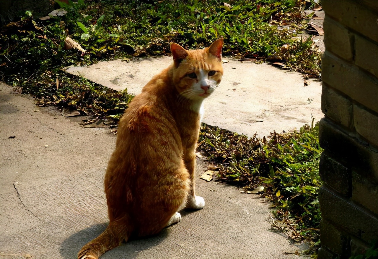 为啥土猫的“弃养率”越来越高？这些真相，太让人心疼了