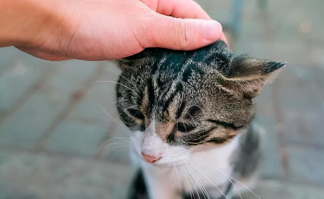 在猫咪眼里，被主人摸头，有哪些意思？