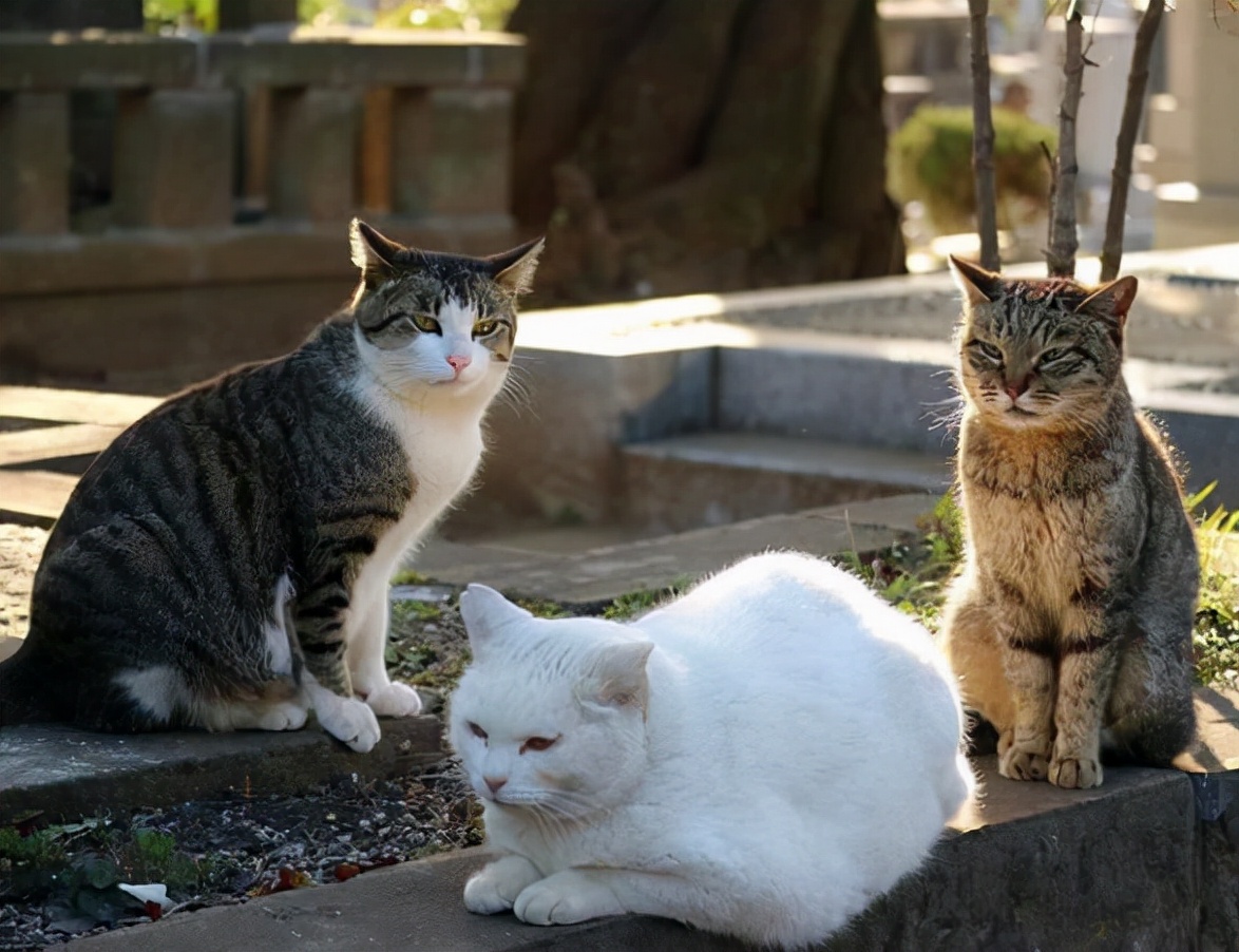 为啥土猫的“弃养率”越来越高？这些真相，太让人心疼了