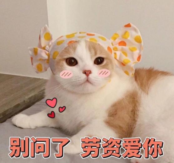 猫咪对主人，真的有感情吗？