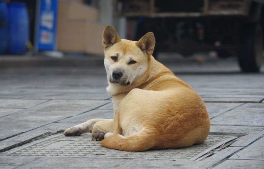 这几种狗，弃养率最高，第一名众所周知