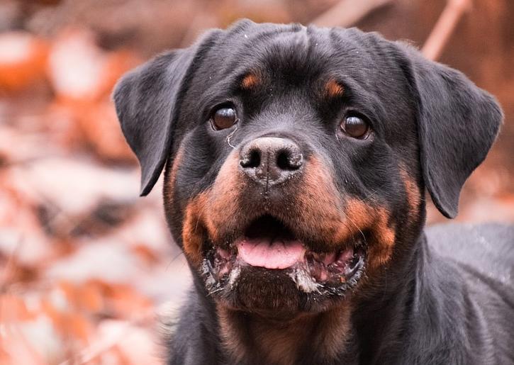 想养罗威纳犬，记住别养公的，怕你后悔