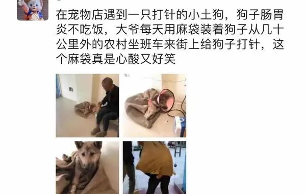 老大爷带爱犬看病，每天背着尼龙口袋去城里：小土狗一样值得被爱