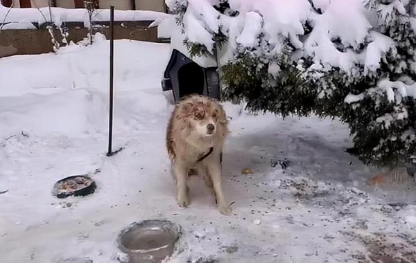 边牧被拴雪地3年，过着挨饿受冻的生活，却永远等不回出国的主人