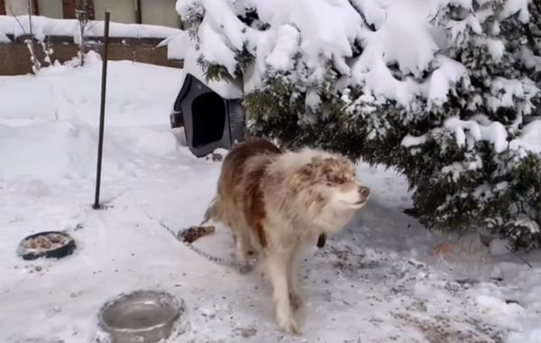 边牧被拴雪地3年，过着挨饿受冻的生活，却永远等不回出国的主人