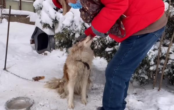 边牧被拴雪地3年，过着挨饿受冻的生活，却永远等不回出国的主人