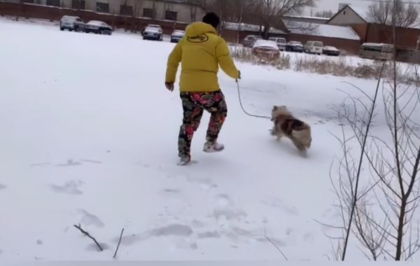 边牧被拴雪地3年，过着挨饿受冻的生活，却永远等不回出国的主人