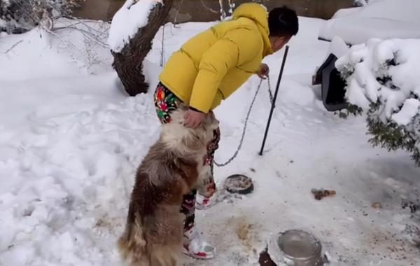 边牧被拴雪地3年，过着挨饿受冻的生活，却永远等不回出国的主人