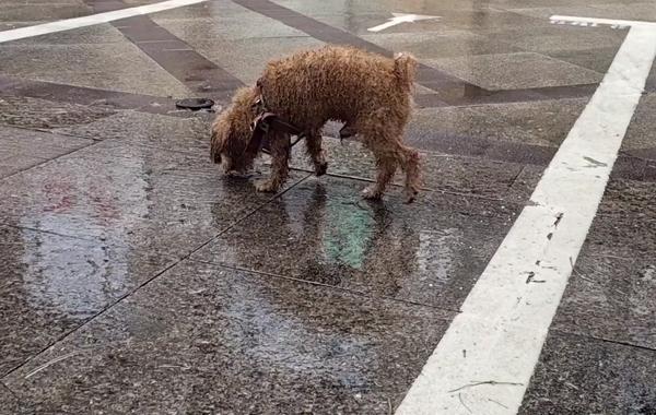 江苏：雨天，戴着绳的流浪狗见谁都想跟他走，泰迪：主人，你在哪