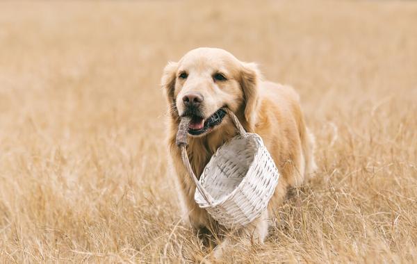 解答宠物热门犬问题-金毛犬