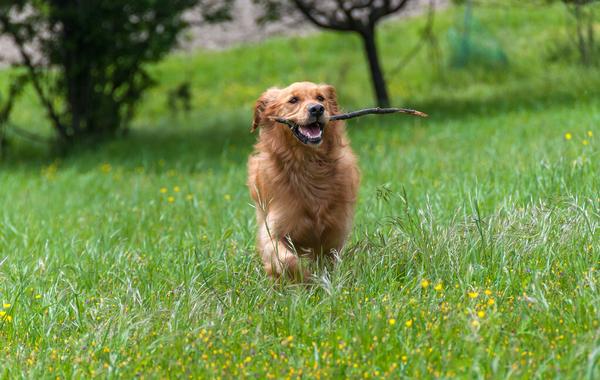 解答宠物热门犬问题-金毛犬