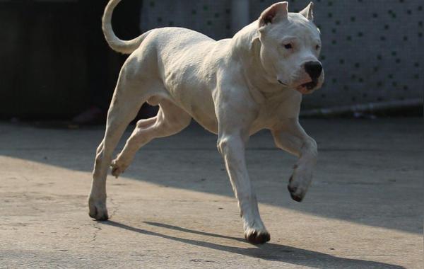 狗界最凶猛的“七大恶犬”，凶到没朋友，第一实至名归