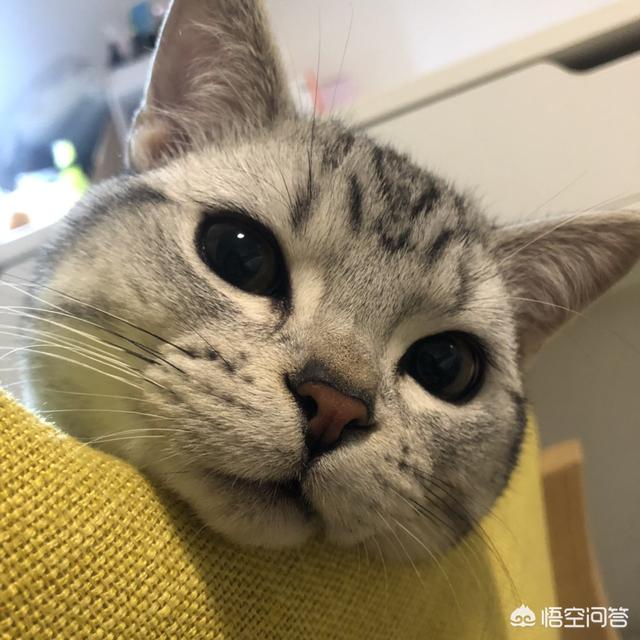 猫咪一般会在什么时候长出猫腮？如何照顾这个时候的猫比较好？