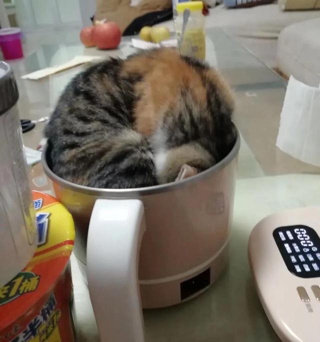 怎么样让猫知道自己挨揍的原因？