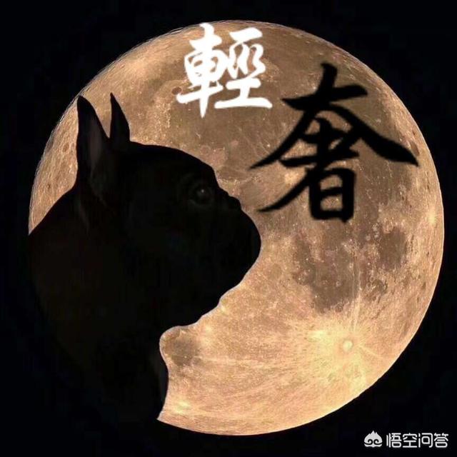 狗狗的最佳训练“黄金期”是什么时候？