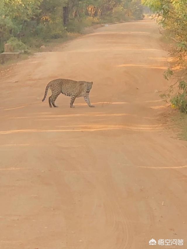 假如动物园里的公猩猩和母猩猩是世界上的最后两只，小孩掉进去动物园会不会击毙猩猩？