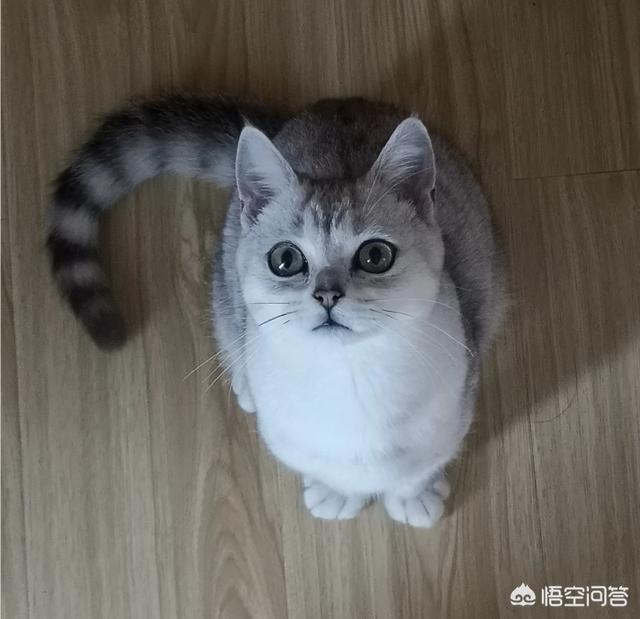 有没有什么宠物猫不超过800块？