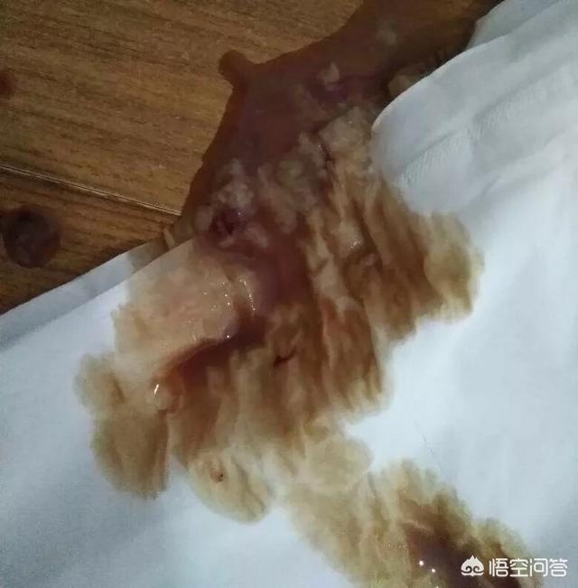 为什么狗狗会呕吐？