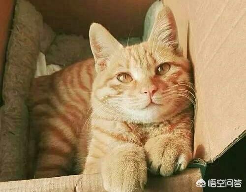 世界上最忠诚的猫是哪一种？为什么？