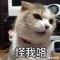 有哪些搞笑的猫咪表情包？