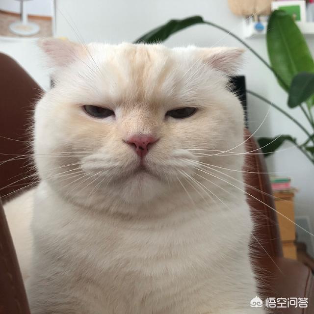 有哪些搞笑的猫咪表情包？